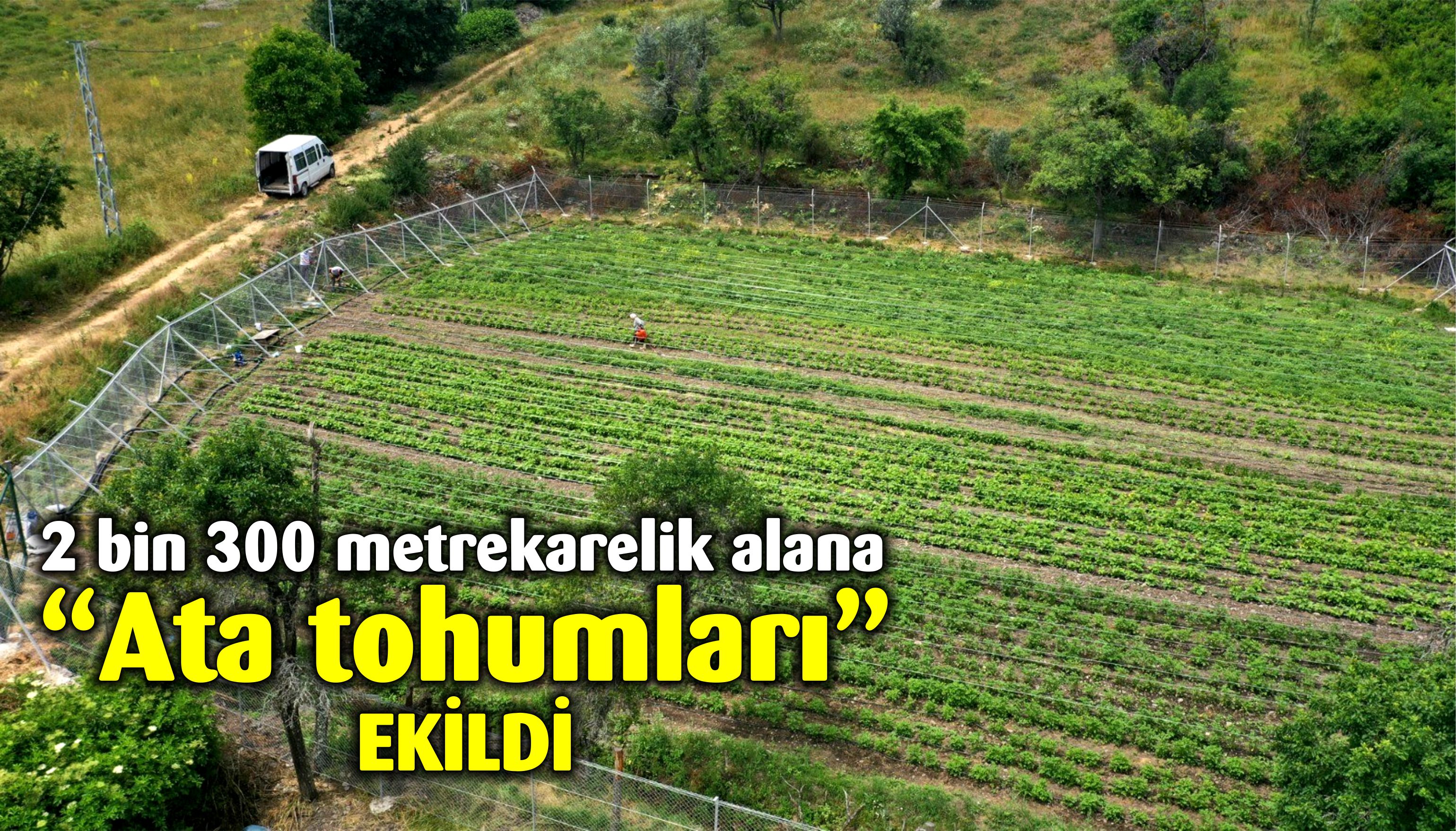 2 bin 300 metrekarelik alana “Ata tohumları” ekildi