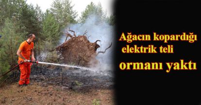 Bolu'da devrilen ağacın kopardığı elektrik teli ormanı yaktı