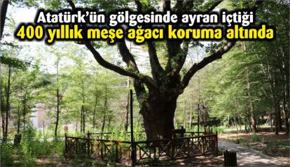 400 yıllık meşe ağacı koruma altında