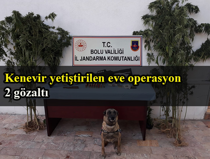 Kenevir yetiştirilen eve operasyon: 2 gözaltı