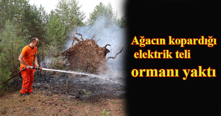 Bolu’da devrilen ağacın kopardığı elektrik teli ormanı yaktı