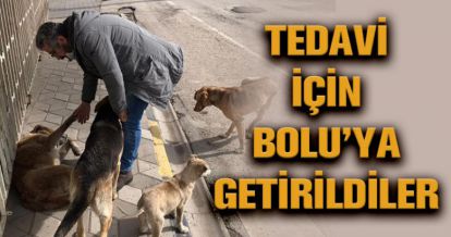 TEDAVİ İÇİN BOLU'YA GETİRİLDİLER