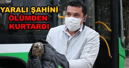 YARALI ŞAHİNİ KURTARDI