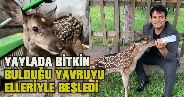 Yaylada bitkin halde buldukları geyik yavrusunu biberonla beslediler