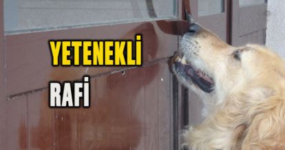 YETENEKLİ RAFİ