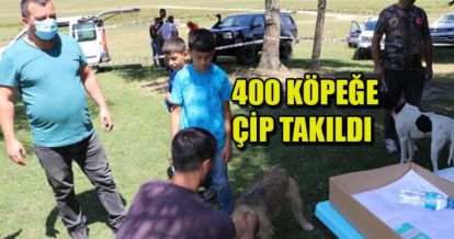 400 KÖPEĞE ÇİP TAKILDI