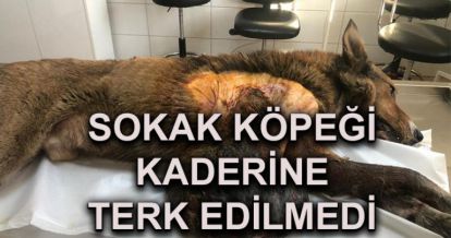 Sokak köpeği kaderine terk edilmedi