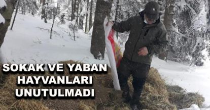 Sokak ve yaban hayvanları unutulmadı