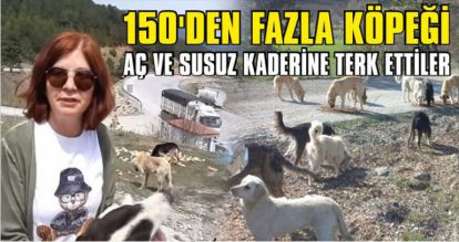 150'DEN FAZLA KÖPEĞİ AÇ VE SUSUZ KADERİNE TERK ETTİLER