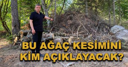 Bu ağaç kesimini kim açıklayacak?