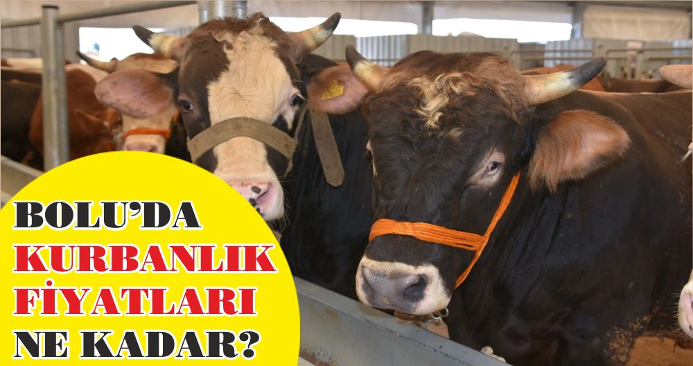 BOLU’DA KURBANLIK FİYATLARI NE KADAR?