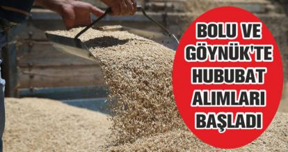 BOLU VE GÖYNÜK'TE HUBUBAT ALIMLARI BAŞLADI