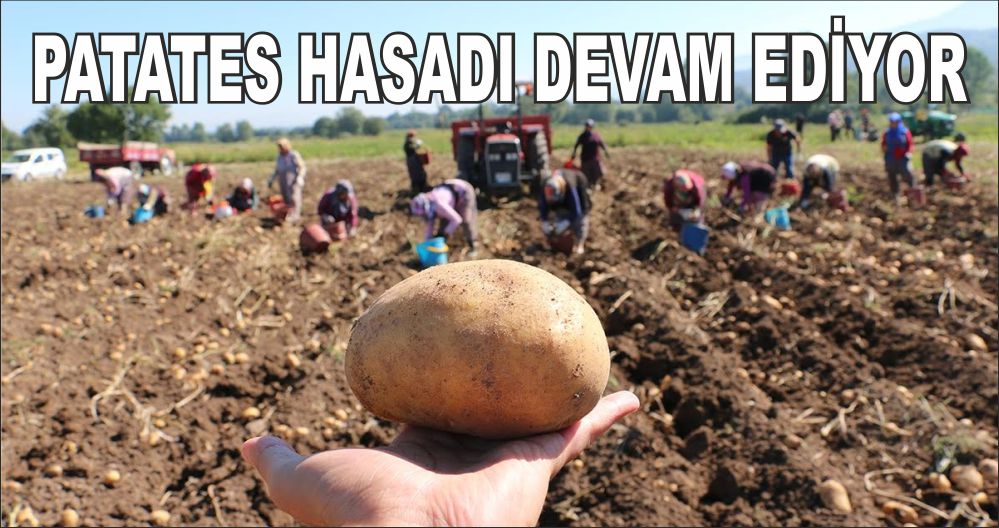 PATATES HASADI DEVAM EDİYOR