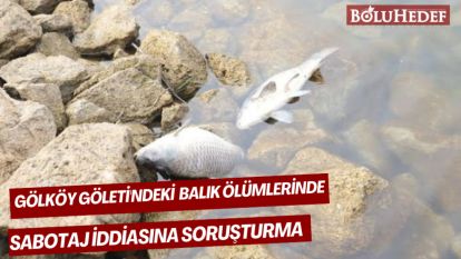 GÖLKÖY  GÖLETİ'NDEKİ BALIK ÖLÜMLERİNDE SABOTAJ İDDİASINA SORUŞTURMA