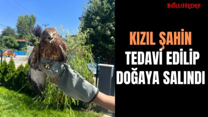 BİTKİN HALDE BULUNAN KIZIL ŞAHİN TEDAVİ EDİLİP  DOĞAYA SALINDI