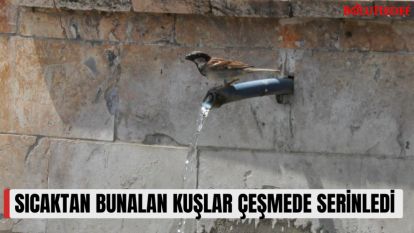 SICAKTAN BUNALAN KUŞLAR ÇEŞMEDE SERİNLEDİ