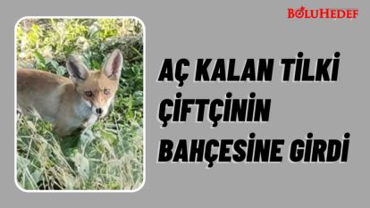 AÇ KALAN TİLKİ ÇİFTÇİNİN BAHÇESİNE GİRDİ    