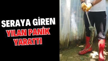 SERAYA GİREN YILAN PANİK YARATTI