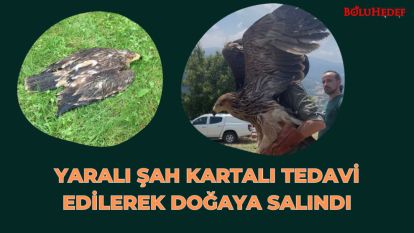 YARALI ŞAH KARTALI TEDAVİ EDİLEREK DOĞAYA SALINDI