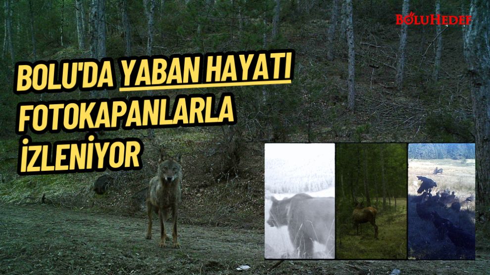 BOLU'DA YABAN HAYATI FOTOKAPANLARLA İZLENİYOR