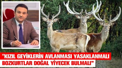 "KIZIL GEYİKLERİN AVLANMASI YASAKLANMALI"