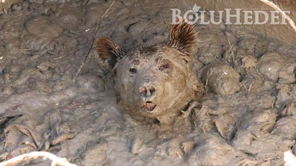 Bolu'da kuyuya düşen ayı 13 saat sonra kurtarıldı