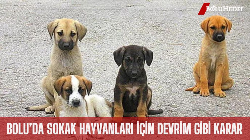 BOLU'DA SOKAK HAYVANLARI İÇİN DEVRİM GİBİ KARAR