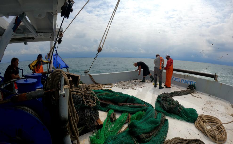 Karadenizli balıkçılar yeni sezona mezgit bereketiyle başladı