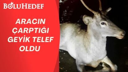 ARACIN ÇARPTIĞI GEYİK TELEF OLDU