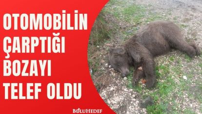 OTOMOBİLİN ÇARPTIĞI BOZAYI TELEF OLDU