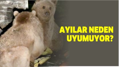 AYILAR NEDEN UYUMUYOR?