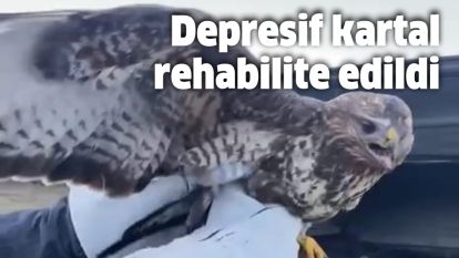 Depresif kartal rehabilite edildi