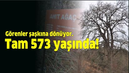 Görenler şaşkına dönüyor. Tam 573 yaşında!