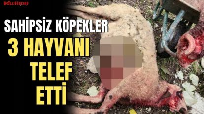 SAHİPSİZ KÖPEKLER  3  HAYVANI TELEF ETTİ