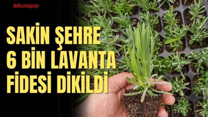 SAKİN ŞEHRE  6 BİN LAVANTA FİDESİ DİKİLDİ