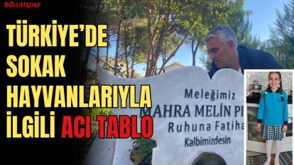 TÜRKİYE'DE SOKAK HAYVANLARIYLA İLGİLİ ACI TABLO