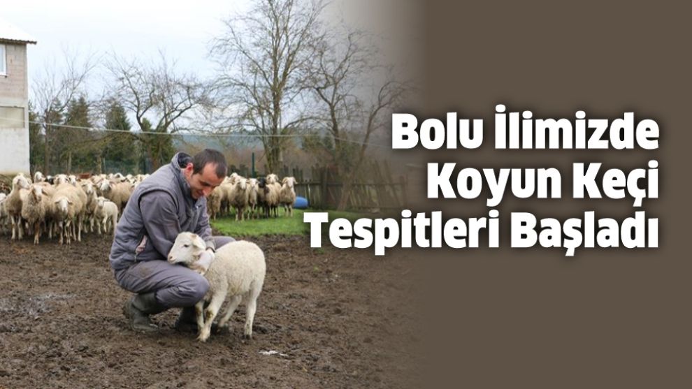 Bolu İlimizde Koyun Keçi Tespitleri Başladı