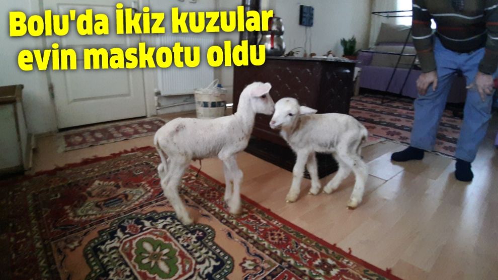 Bolu'da İkiz kuzular evin maskotu oldu