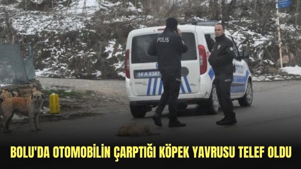 BOLU'DA OTOMABİLİN ÇARPTIĞI KÖPEK YAVRUSU TELEF OLDU