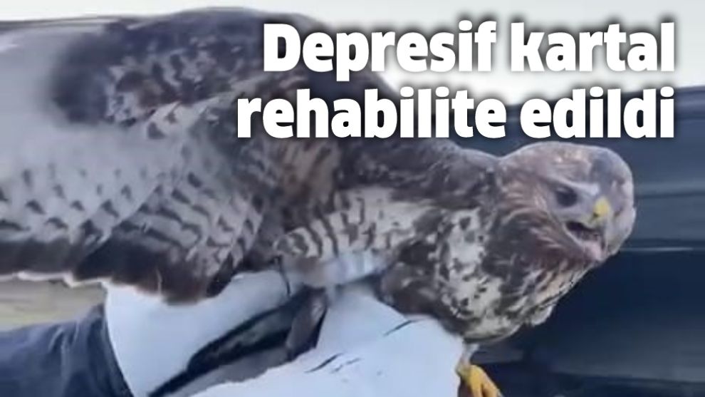 Depresif kartal rehabilite edildi