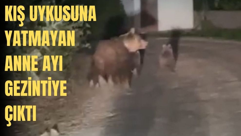 KIŞ UYKUSUNA YATAMAYAN ANNE AYI VE YAVRULARI GÖRÜNTÜLENDİ 