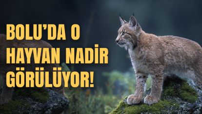 Bolu'da Bayağı Vaşak: Türkiye'nin dört bir yanındaki nadir görülen hayvanlar listesi