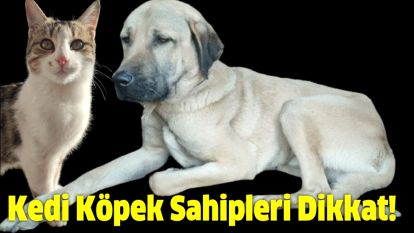 Bolulu Kedi Köpek Sahipleri Dikkat!