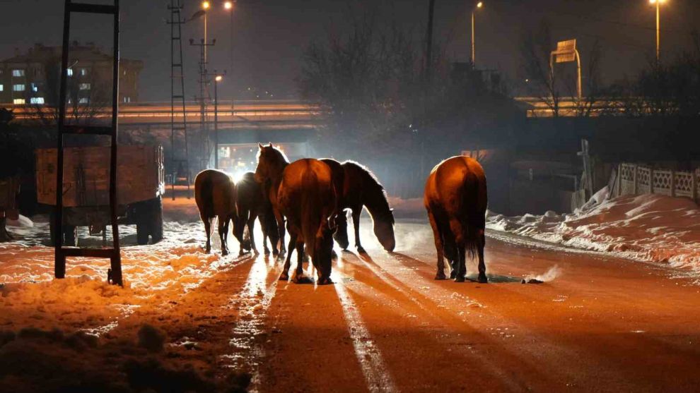 Bolu'da aç kalan yılkı atları şehir merkezine indi