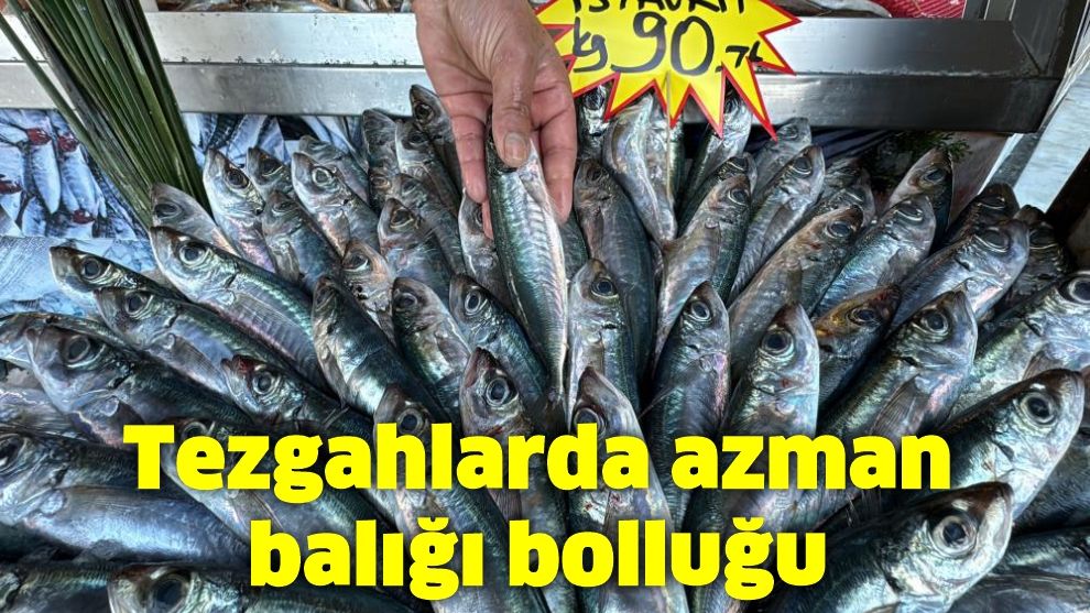 Tezgahlarda azman balığı bolluğu