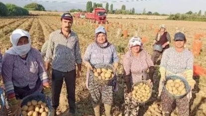 Bolu Ziraat Odası “Patates Fiyatları sabit kalmıştır”