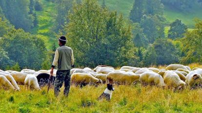 Çoban İstihdam Desteği Askı Listeleri Yayınlandı: Bolu Ziraat Odası Açıkladı