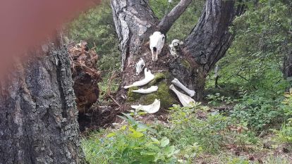 Doğaseverlerin Buluşma Noktası "Bolu Belgeseli" Konuya Açıklık Getirdi