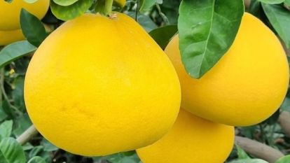 Pomelo Meyvesi: Greyfurtun Şifalı Kardeşi