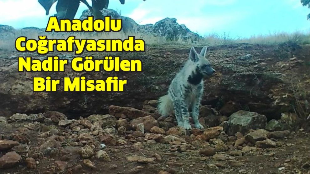 Anadolu Coğrafyasında Nadir Görülen Bir Misafir